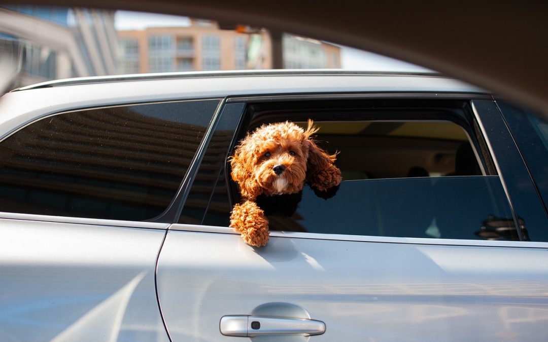 comment transporter des animaux en voiture